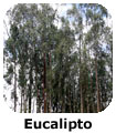 Eucalipto